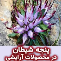 پنجه شیطان