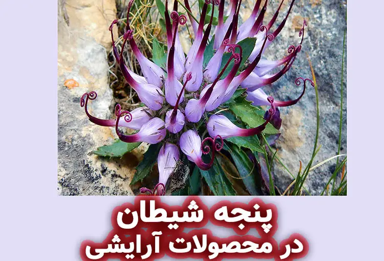 پنجه شیطان