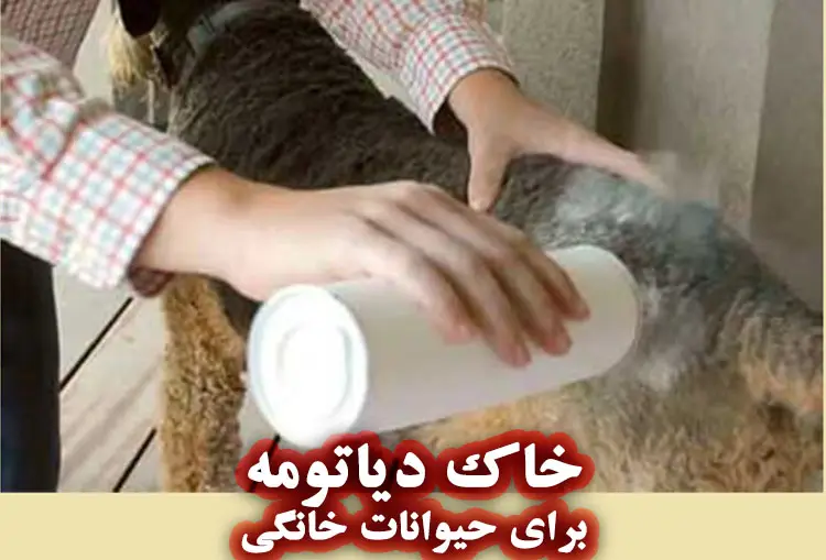 خاک دیاتومه برای سلامت حیوانات خانگی و دام