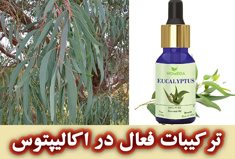 ترکیبات فعال در اکالیپتوس