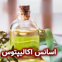 اسانس اکالیپتوس