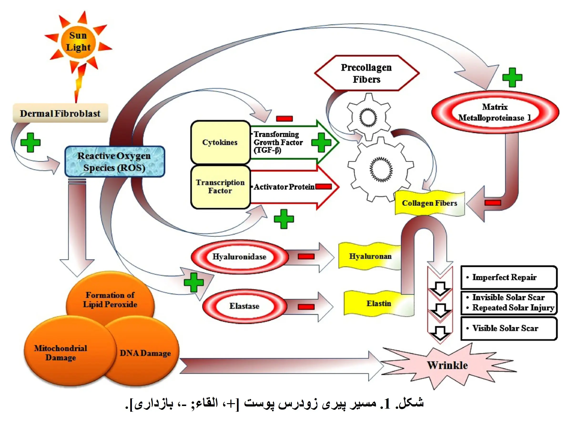 مسیر پیری زودرس پوست