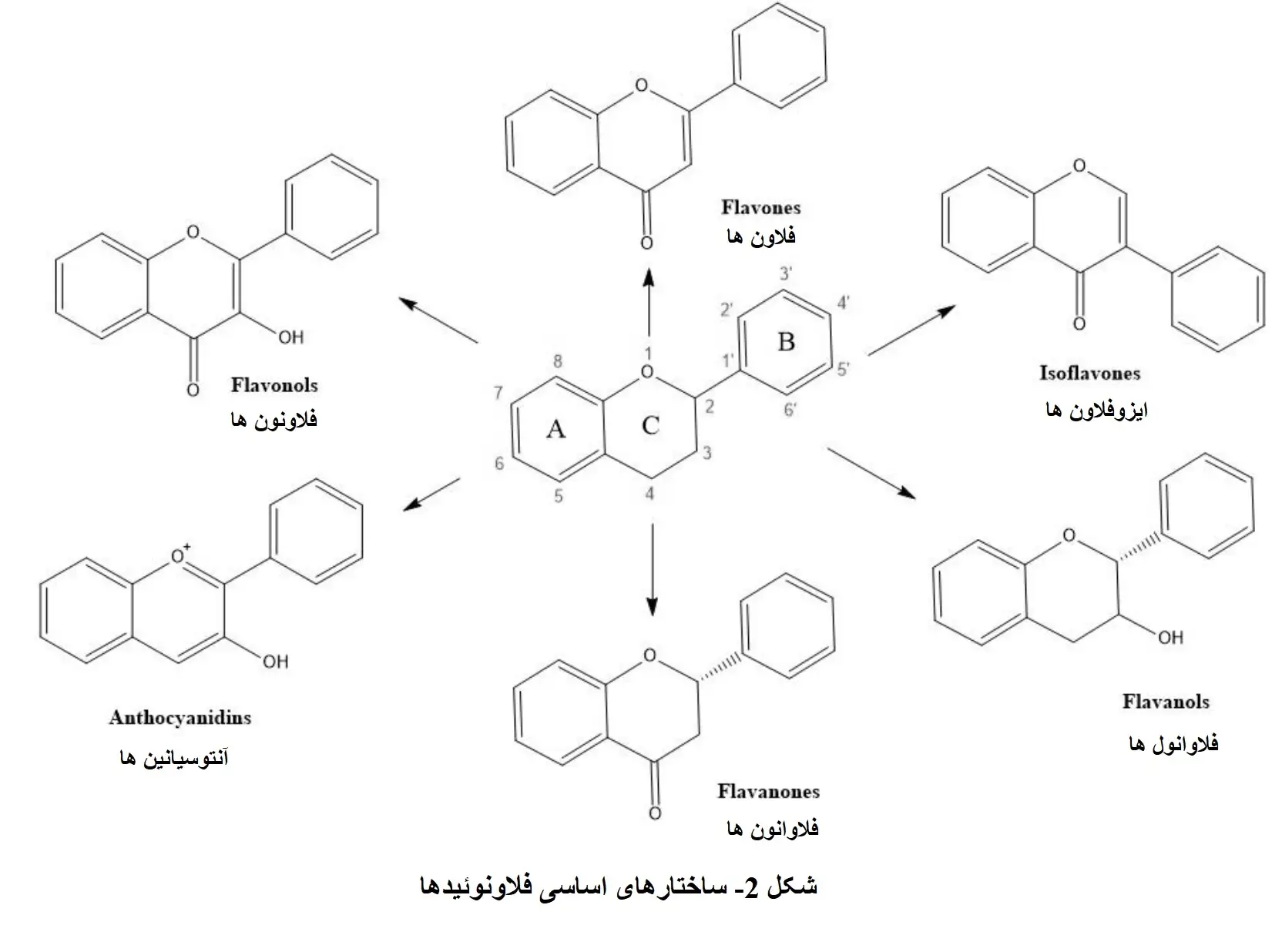 فلاونوئید ها و خواص ضدچین و چروک پلی فنول ها