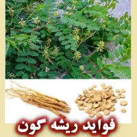 ریشه گون (Astragalus): خواص، فواید، عوارض و نحوه مصرف