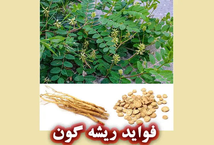 ریشه گون (Astragalus): خواص، فواید، عوارض و نحوه مصرف