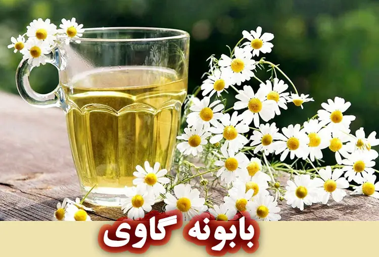 بابونه گاوی/گاو چشم