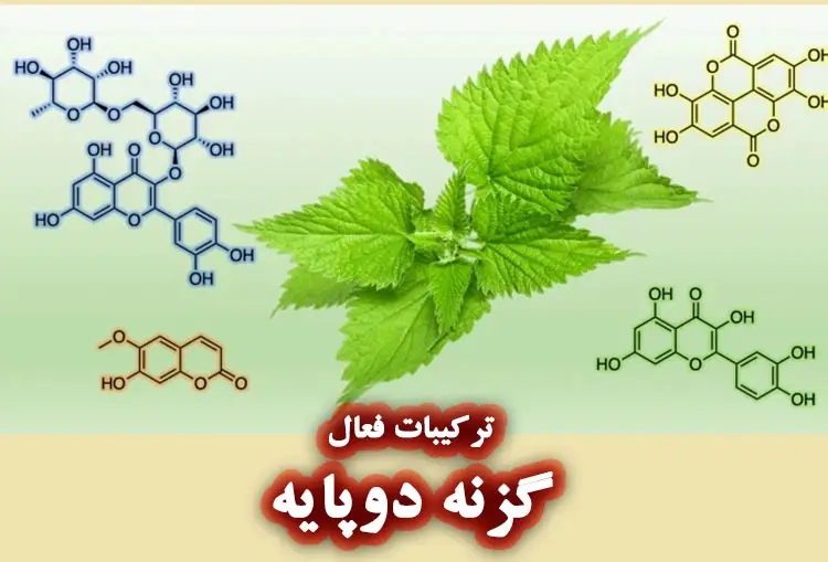 ترکیبات فعال گزنه دو پایه