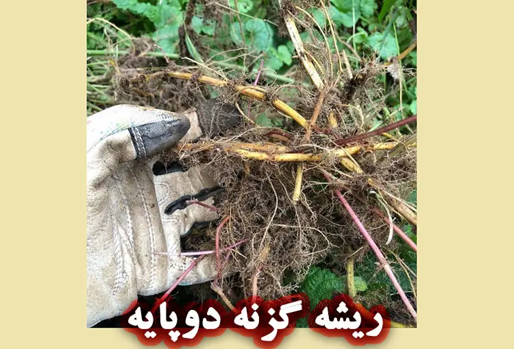 خواص ریشه گزنه دوپایه