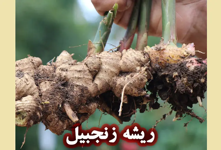 خواص پودر ریشه زنجبیل برای پوست 