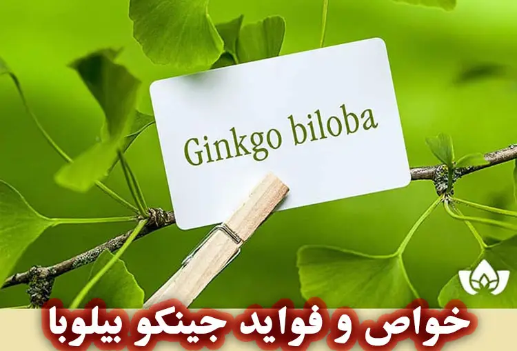 خواص و فواید جینکو بیلوبا