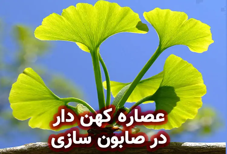 عصاره کهن‌ دار