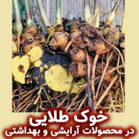خوک طلایی