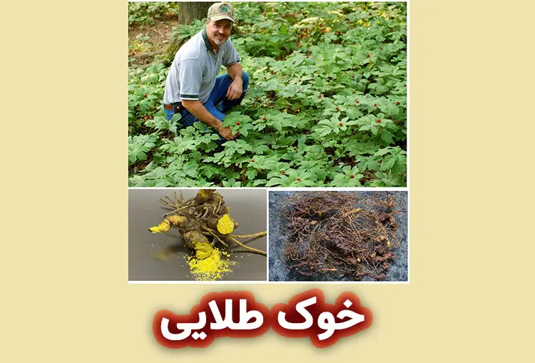 گیاه شناسی خوک طلایی