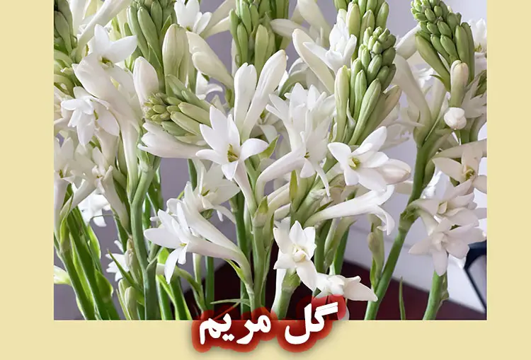خواص اسانس گل مریم برای پوست