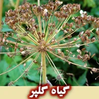 گیاه گلپر خواص برای پوست