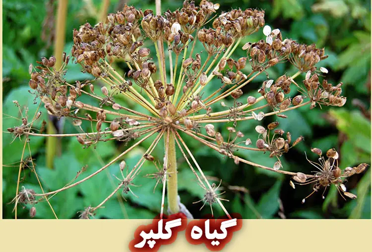 گیاه گلپر خواص برای پوست