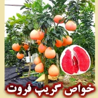 گریپ فروت؛ میوه‌ای شگفت‌ انگیز برای پوست، لاغری و سلامت قلب