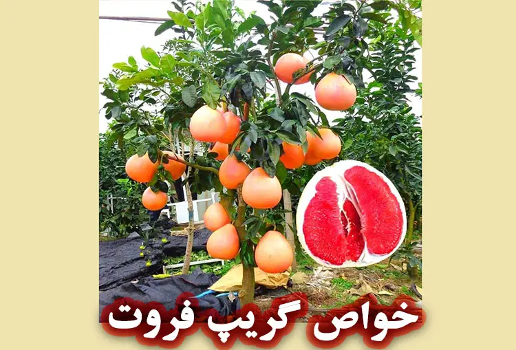 گریپ فروت؛ میوه‌ای شگفت‌ انگیز برای پوست، لاغری و سلامت قلب