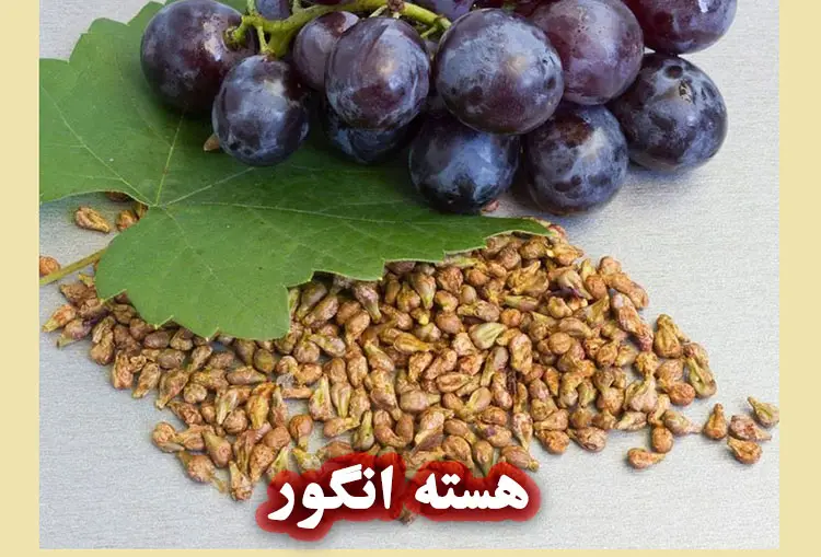 هسته انگور برای روغن گیری