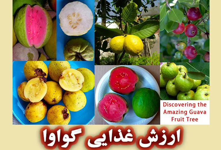 ارزش غذایی گواوا