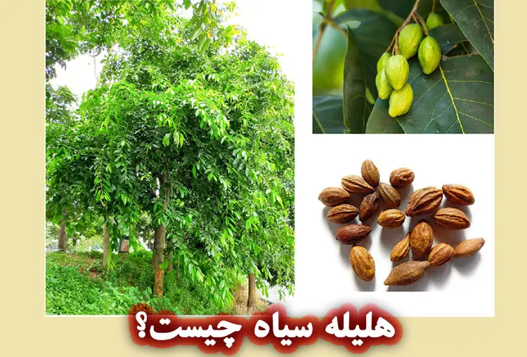هلیله سیاه چیست؟