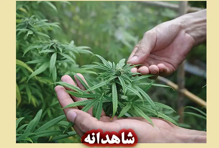 روغن شاهدانه
