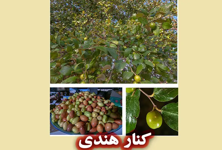 خواص کنار هندی در محصولات آرایشی و بهداشتی