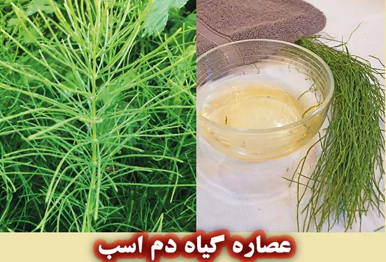 خواص عصاره گیاه دم اسب