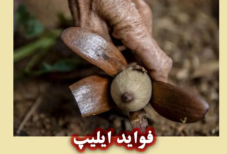 خواص ایلیپ در صابون سازی چیست؟