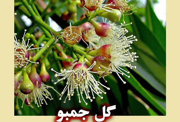 گل جمبو
