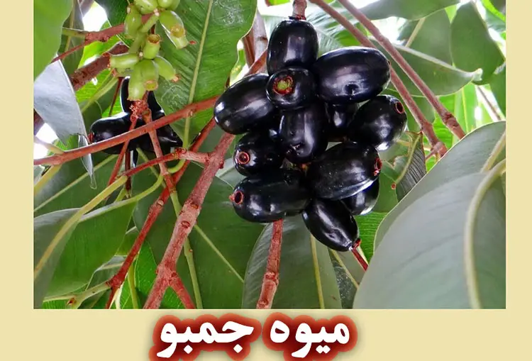 خواص میوه جمبو