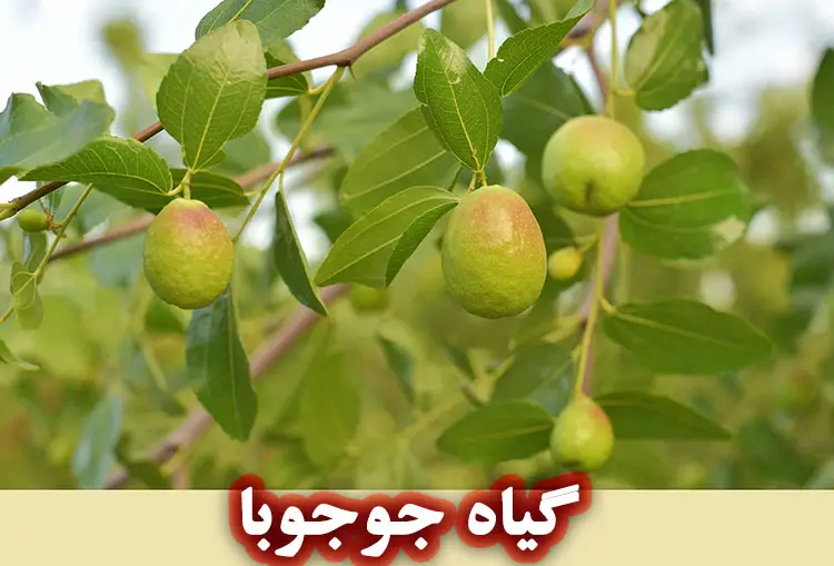 گیاه جوجوبا
