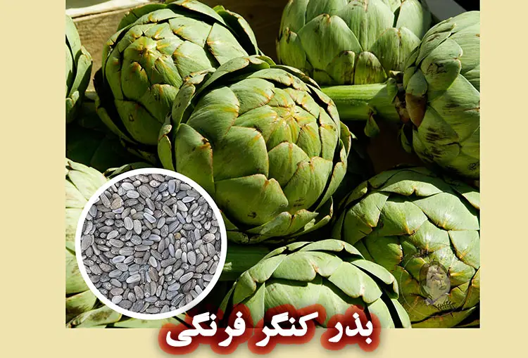 کنگر فرنگی چیست؟