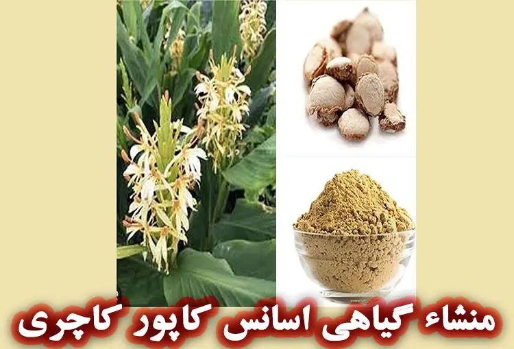 منشاء گیاهی اسانس کاپور کاچری