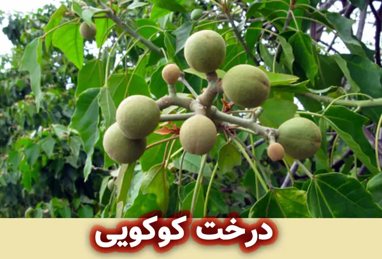 تاریخچه درخت کوکویی