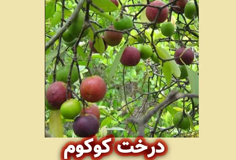 درخت کوکوم