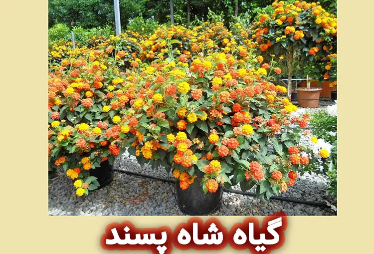 اسانس شاه‌ پسند چیست؟