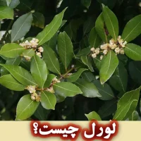 روغن لورل چیست؟