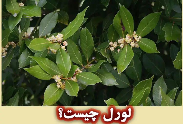 روغن لورل چیست؟