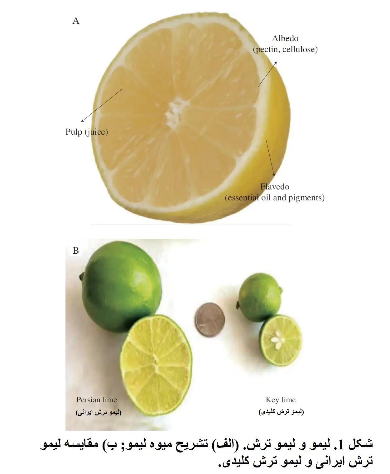 لیمو و لیمو ترش. (الف) تشریح میوه لیمو; ب) مقایسه لیمو ترش ایرانی و لیمو ترش کلیدی.