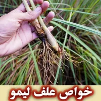 خواص علف لیمو