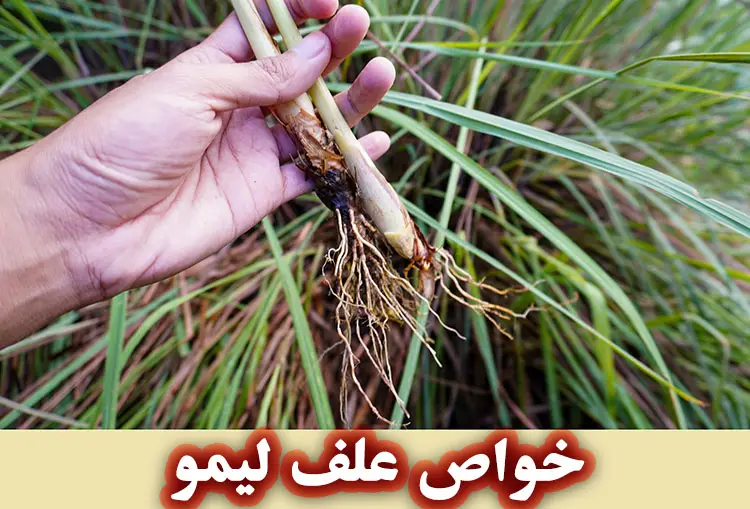 خواص علف لیمو