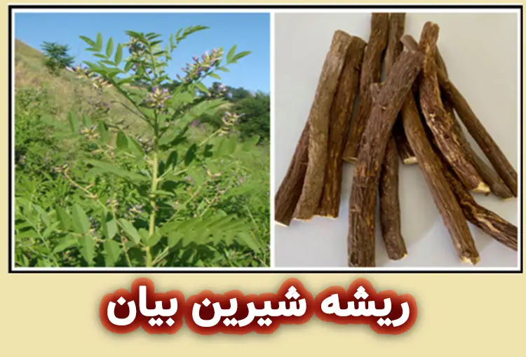 خواص شیرین‌ بیان