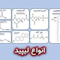 آیا لیپید و تری گلیسرید یکسان هستند؟