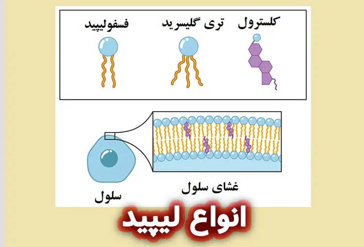 ساختار لیپید ها