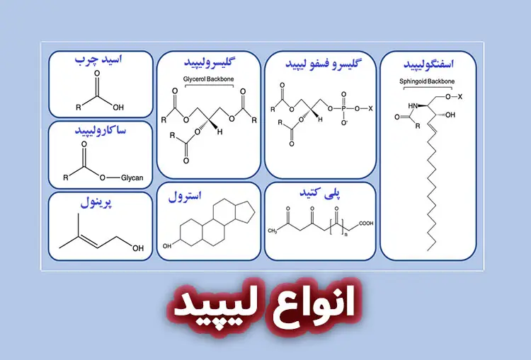 آیا لیپید و تری گلیسرید یکسان هستند؟