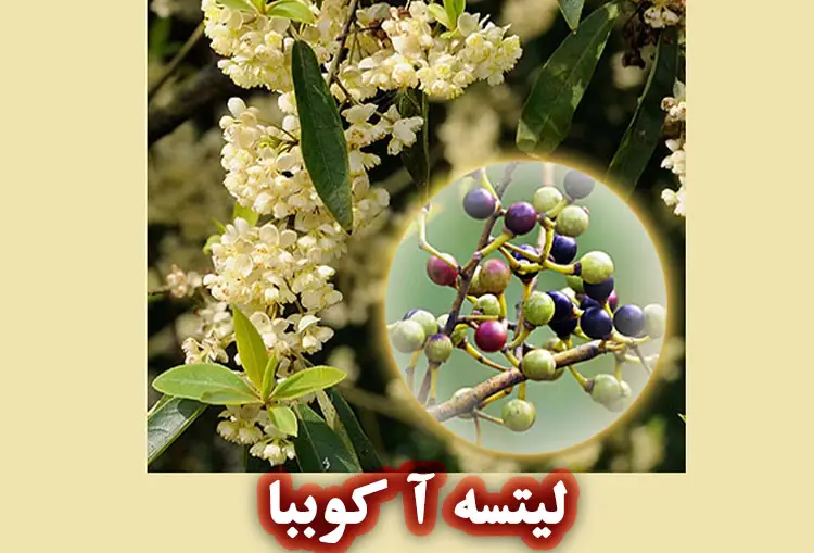 درخت لیتسه‌ آ کوببا