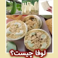 لوفا: گیاهی با خواص بی‌نظیر برای پوست
