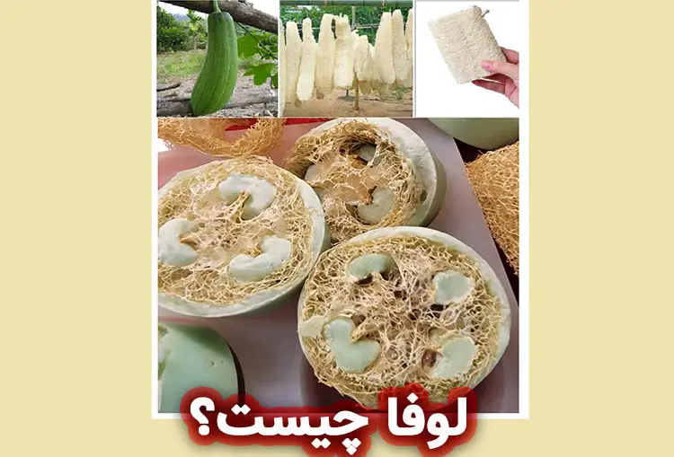 لوفا: گیاهی با خواص بی‌نظیر برای پوست
