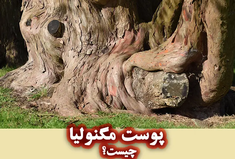 فواید پوست مگنولیا برای پوست چیت؟